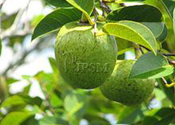 annona